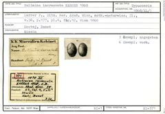 Karteikarte zum Syntyp von Bulimina incrassata Karrer, 1868